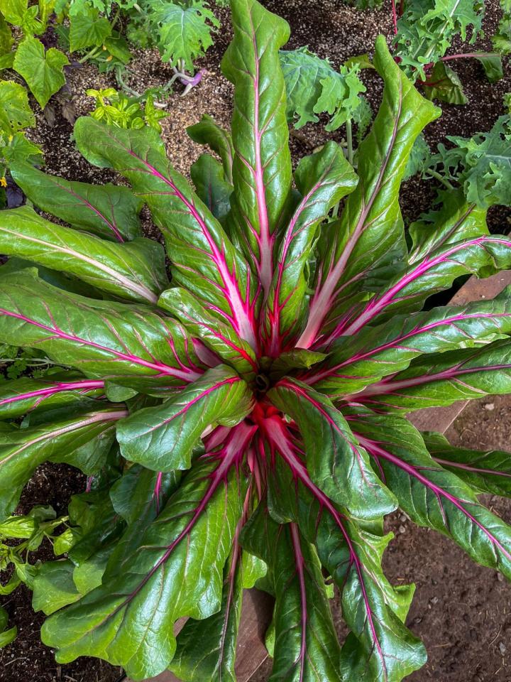 greenhouse grown chard