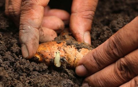 Turmeric image
