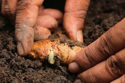 Turmeric image