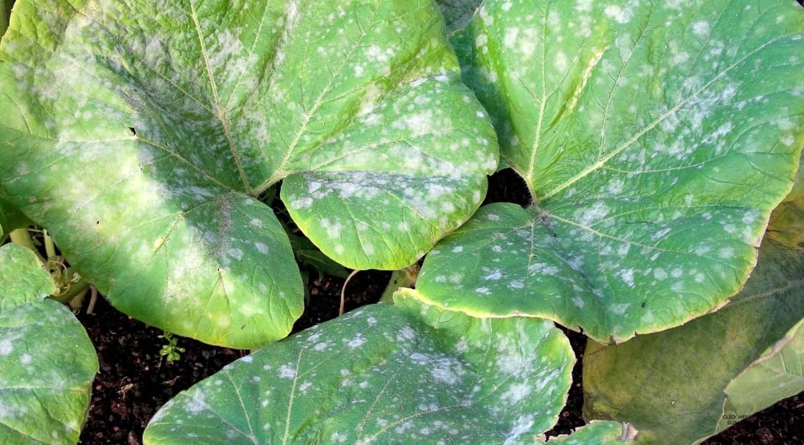 Powdery Mildew image