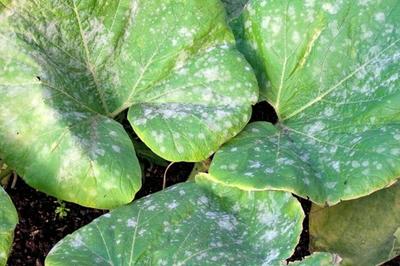 Powdery Mildew image