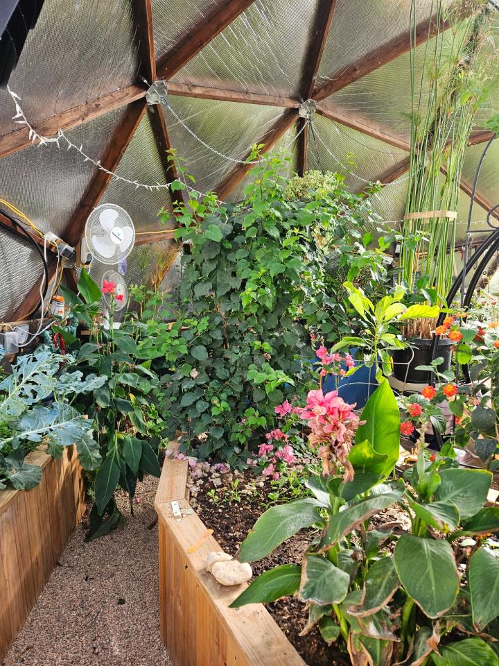 looking towards the north wall with reflectix Probst dome of happiness full of plants