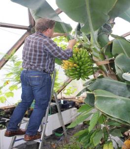 Banana growing in greenhouse dome in Sweden