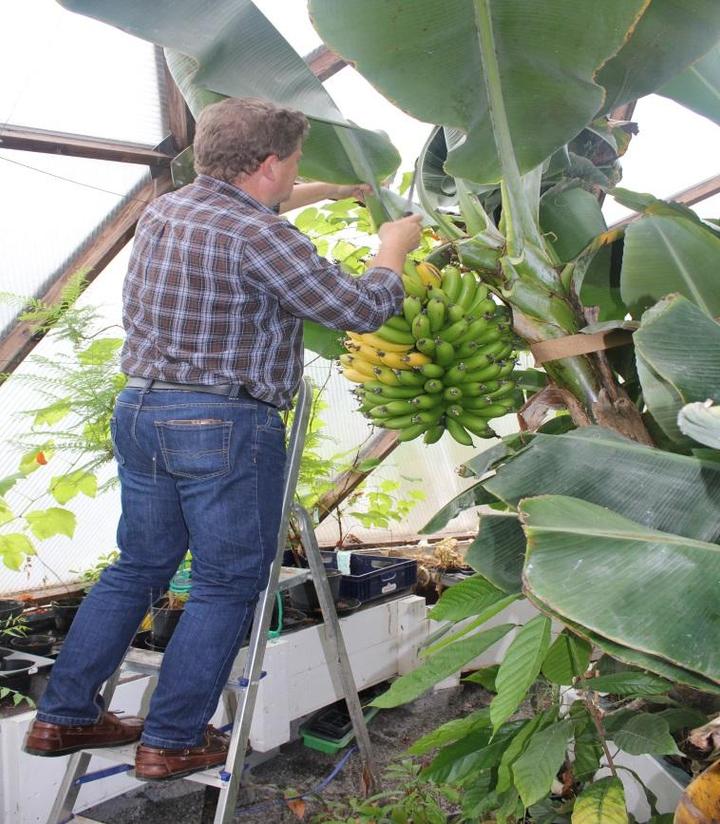 Banana plant in Growing Dome Greenhouse in Sweden