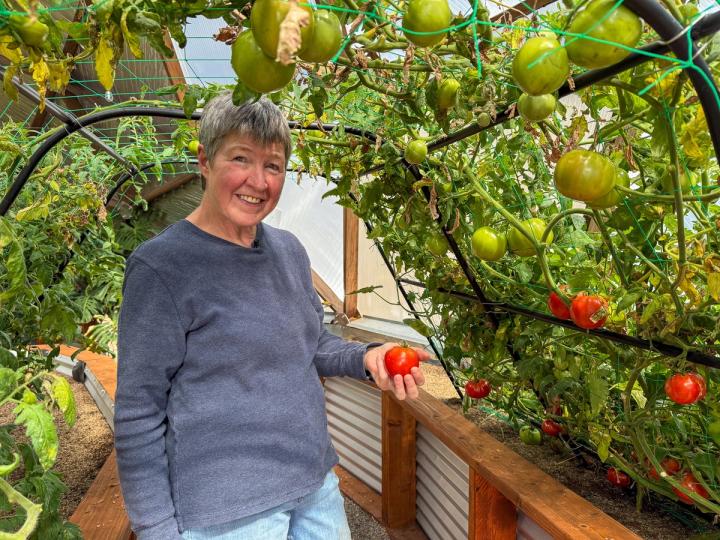 A woman standing under a tomato tunnel trellis, holding a fresh-picked red tomato.