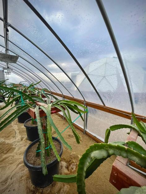 dragon fruit plants growing in a hoop house with a growing dome in the background