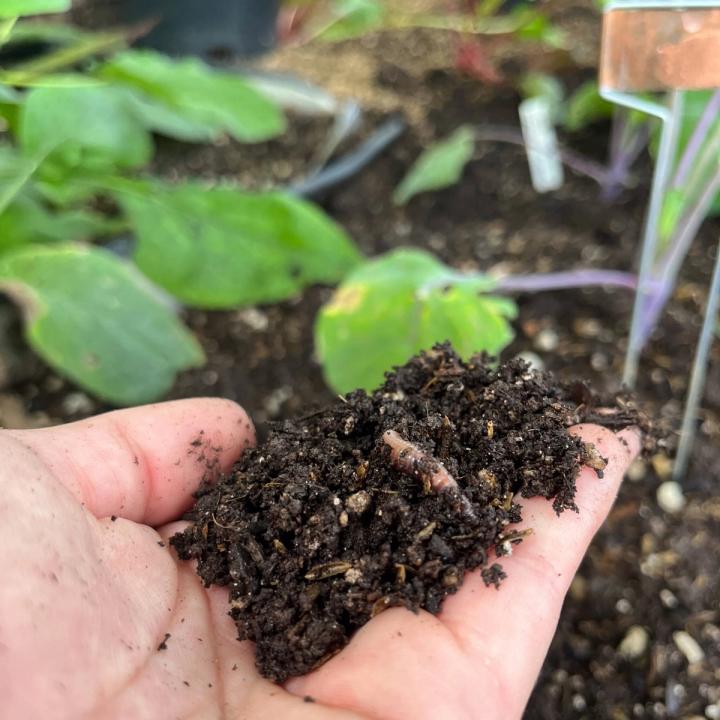 Hand holding a scoop of dark brown moist garden soil rich with organic matter and a worm!