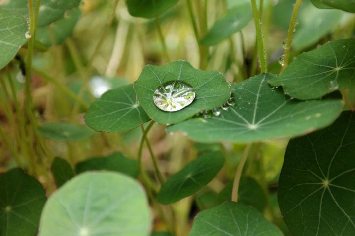 Nasturtium Leaves holding a droplet of water