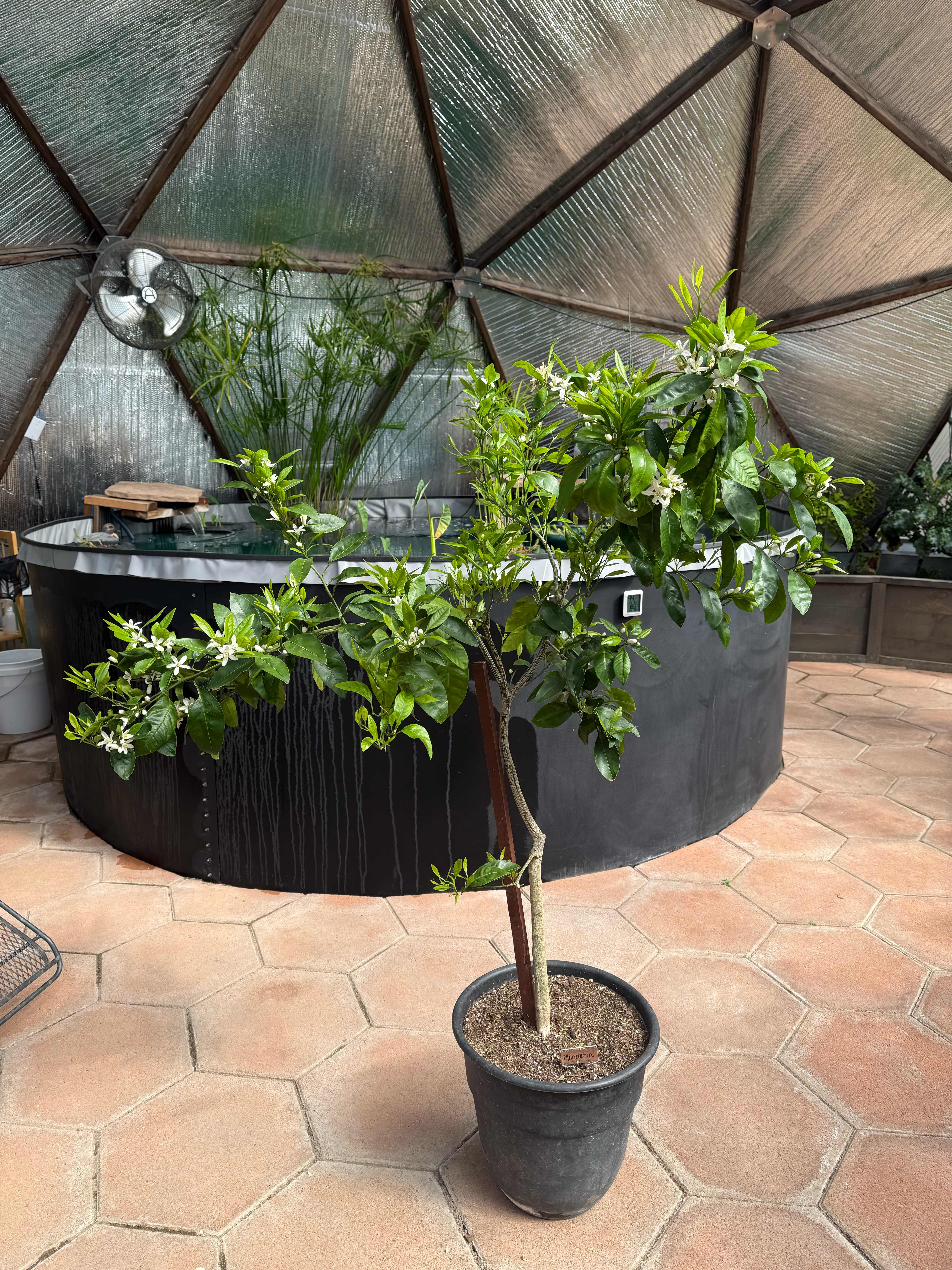 small mandarin tree growing in a pot in front of the above ground pond in a large geodesic greenhouse