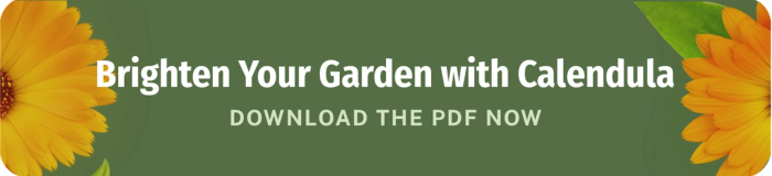 Brighten your garden with calendula download the pdf now