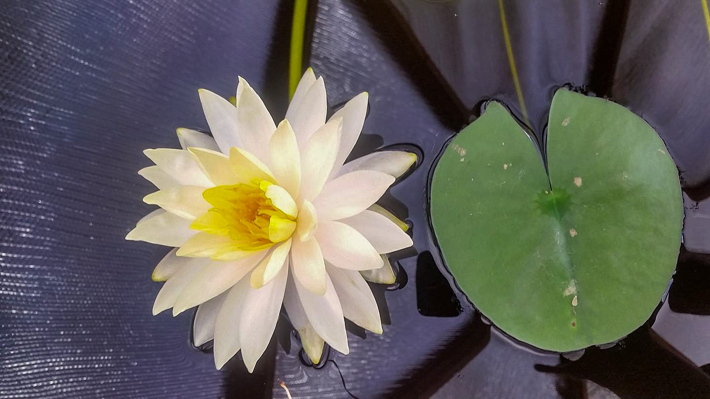 water lily
