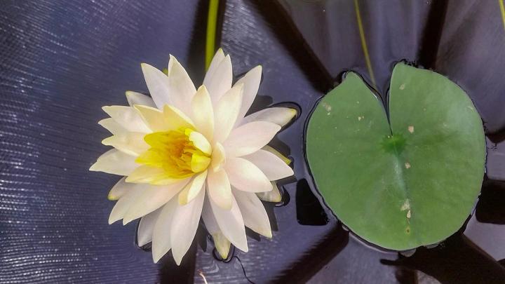 water lily