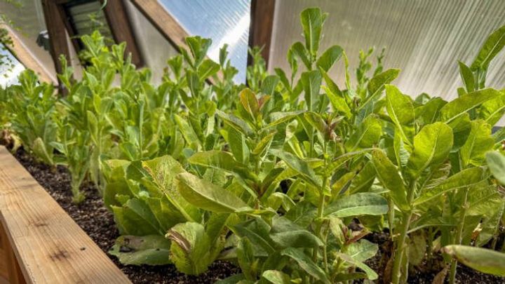 Lettuce that has started to bolt in a garden bed