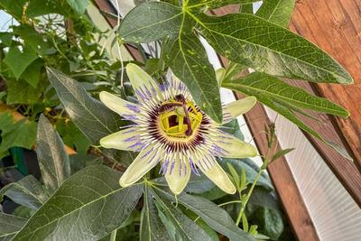 Tropical Fruit image