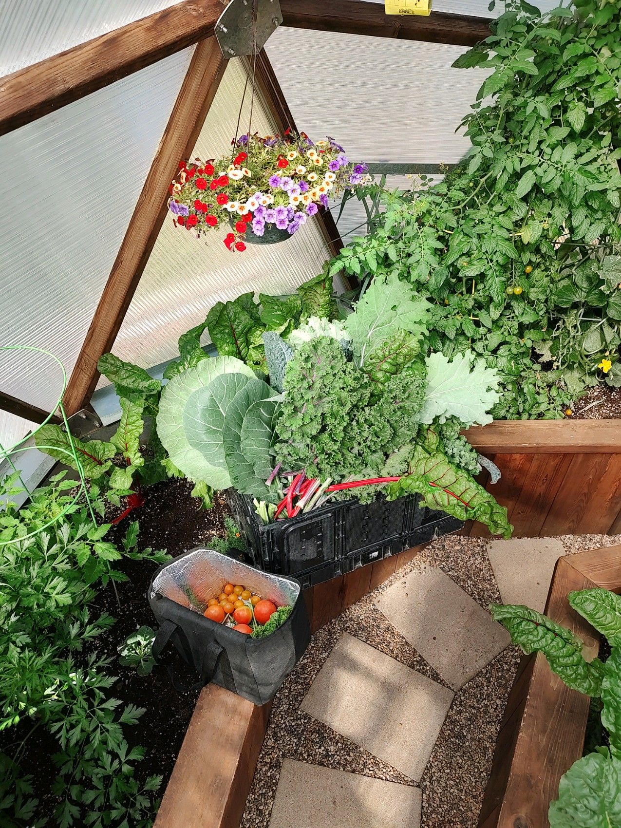 harvest of cool weather greens and cherry tomatoes in a small growing dome