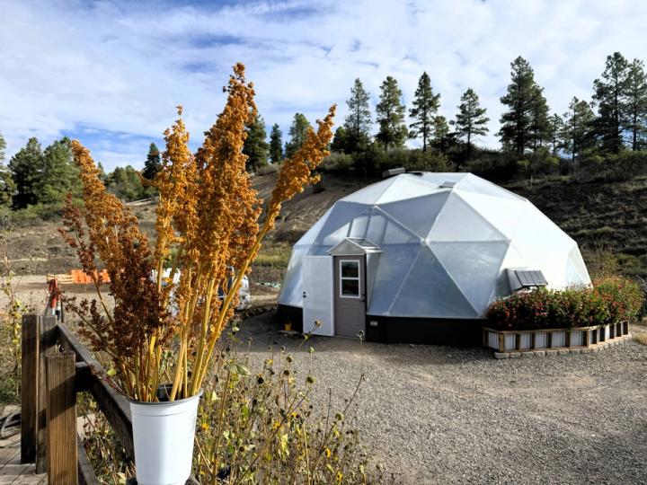 harvested quinoa near Growing Spaces dome