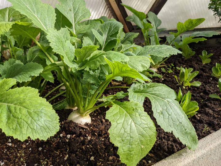 turnip growing in grow dome