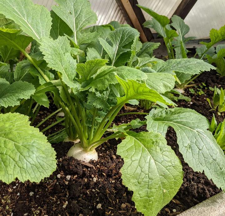 turnip growing in grow dome