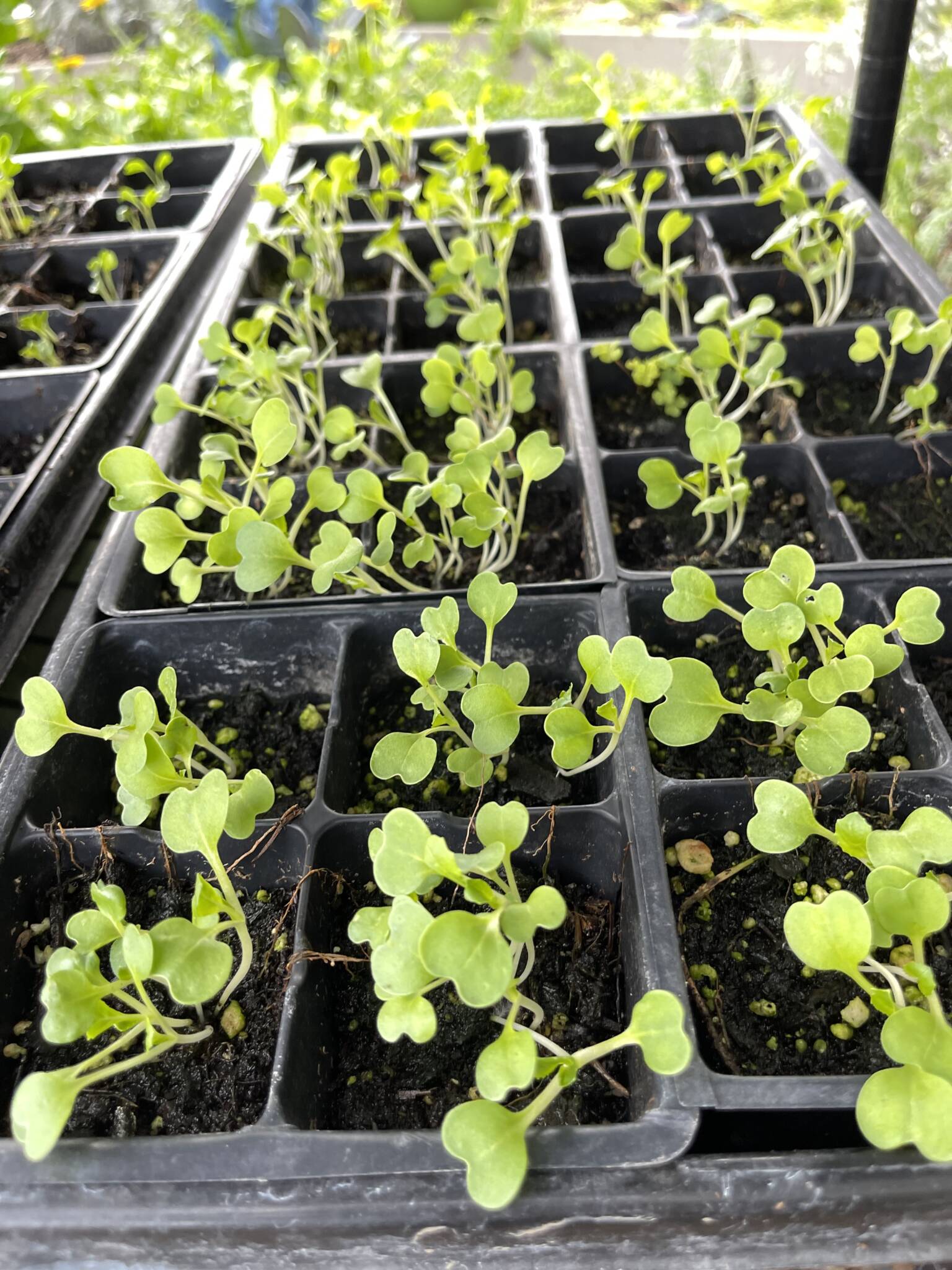 bok choy sprouts
