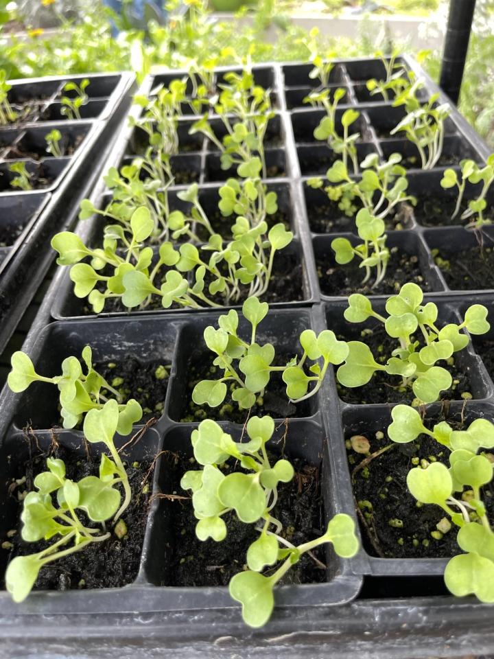 bok choy sprouts