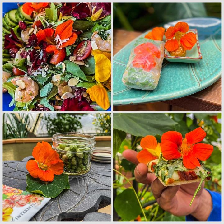 Collage of four nasturtium recipe images. Clockwise: salad, spring rolls, flatbread pizza, and pickled nasturtium seeds.