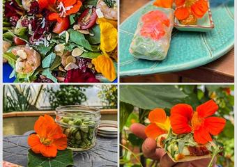 nasturtium_recipe_collection-1