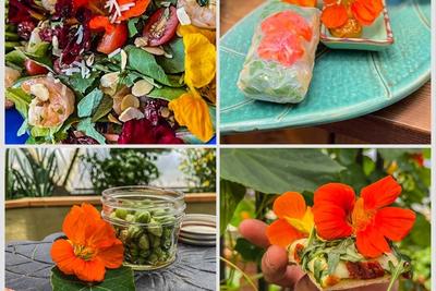 collection of four photos featuring recipes made with nasturtiums