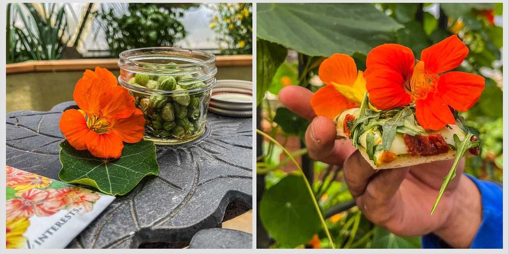 nasturtium_recipe_collection-1