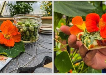 nasturtium_recipe_collection-1