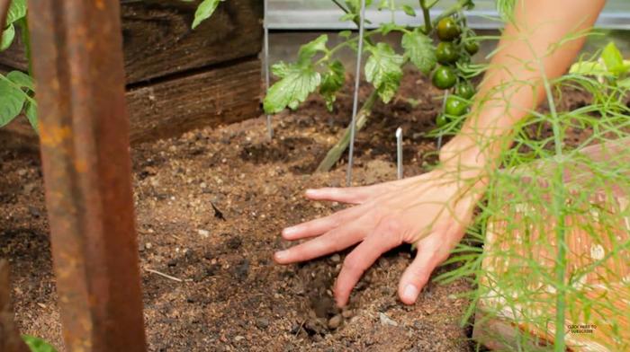 Test your soil to prevent powdery mildew