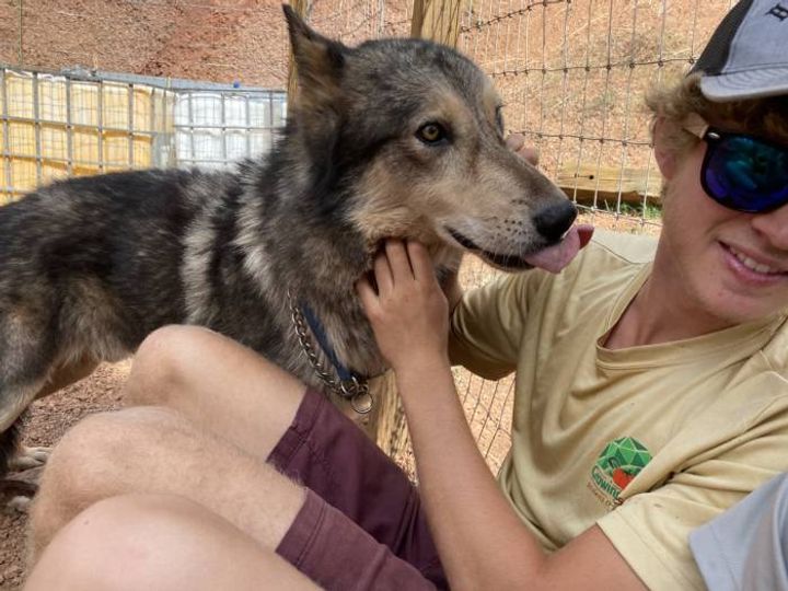 Wolf giving a person a kiss