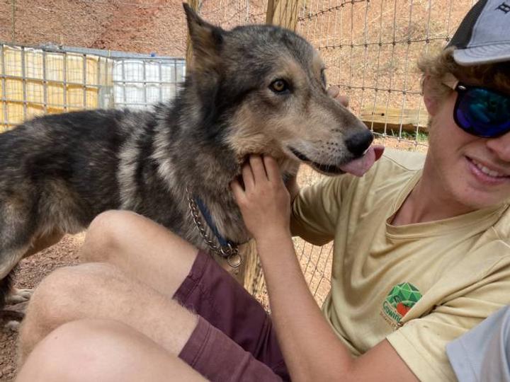 Wolf giving a person a kiss