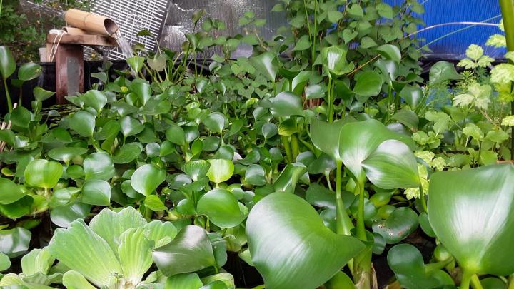 water lettuce in pond