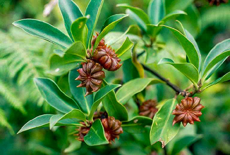 how-to-grow-star-anise_mini-2