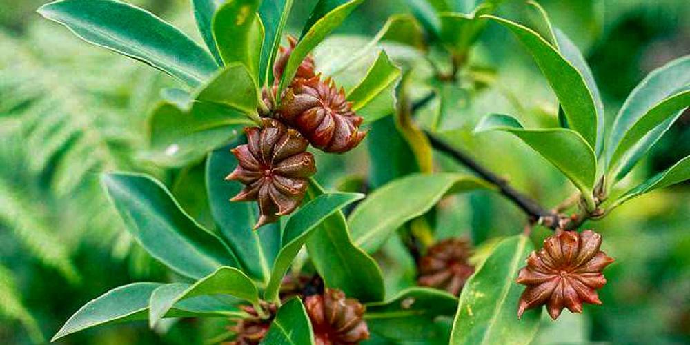 how-to-grow-star-anise_mini-2