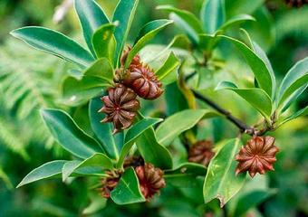 how-to-grow-star-anise_mini-2