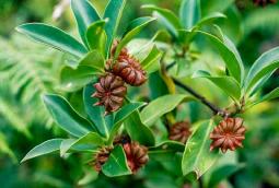 star anise is a cold & flu season immune booster