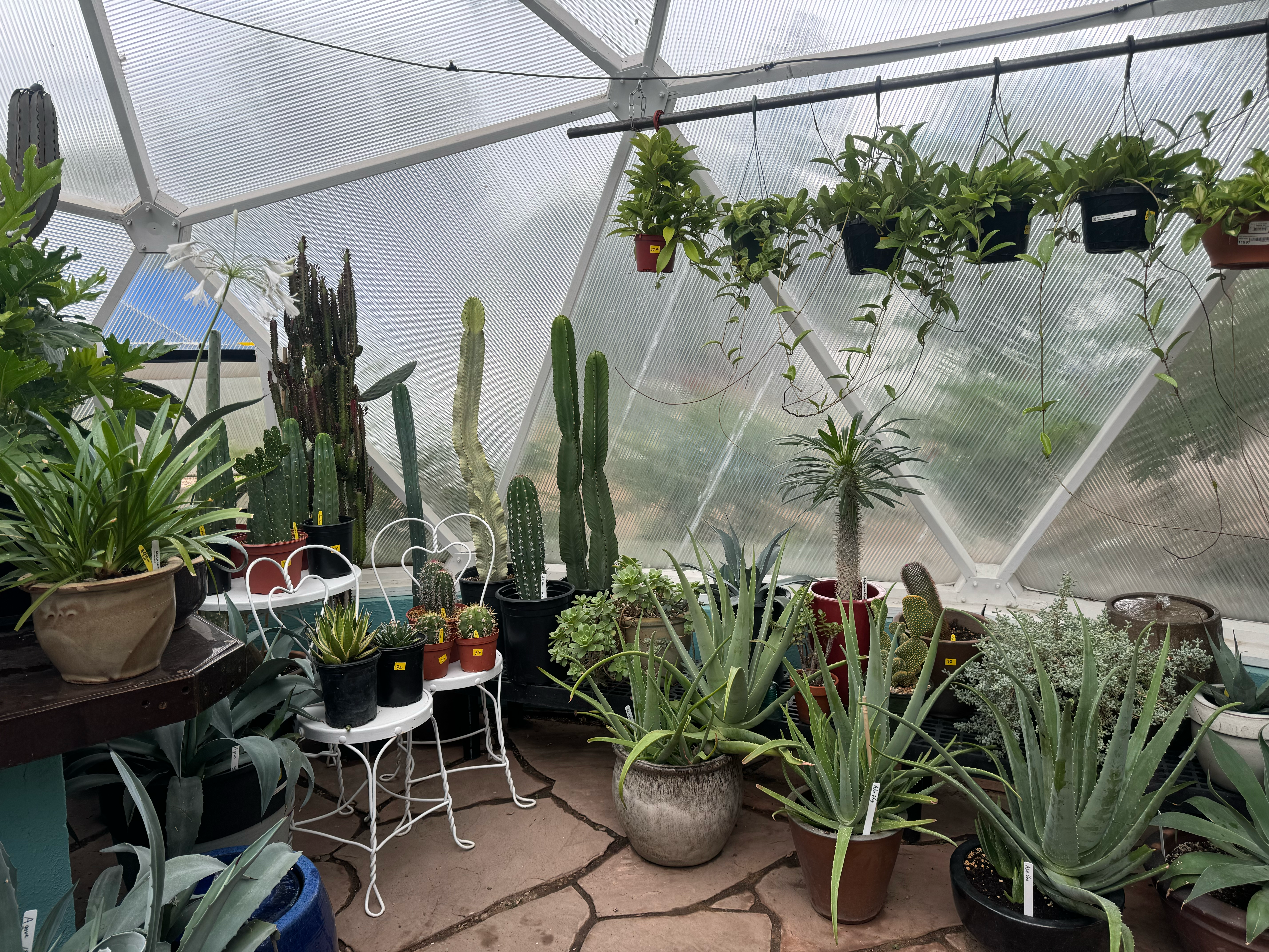 Indoor plants for sale in a nursery inside a growing dome greenhouse