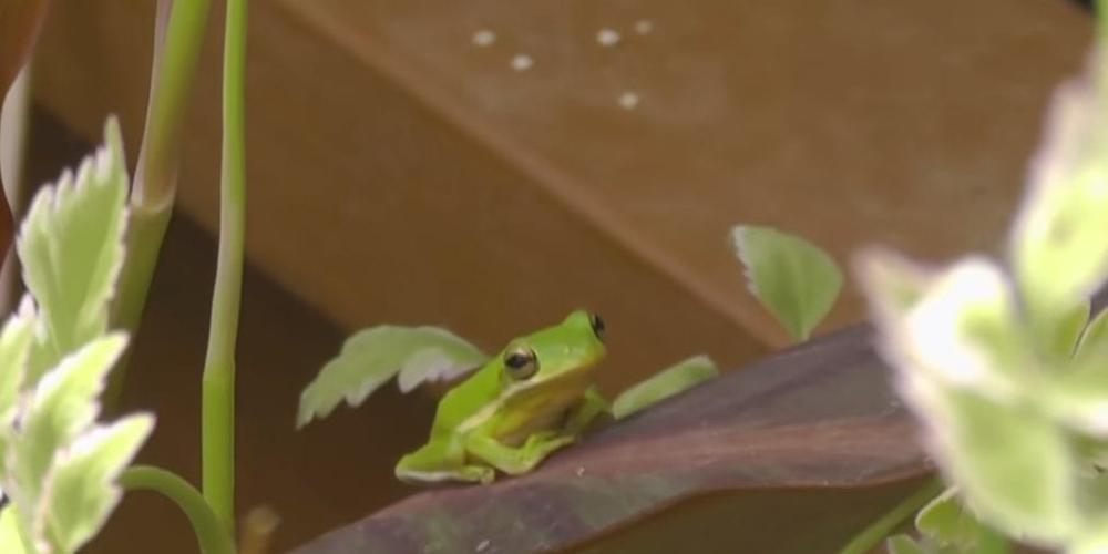 frogs in your greenhouse 4