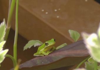 frogs in your greenhouse 4
