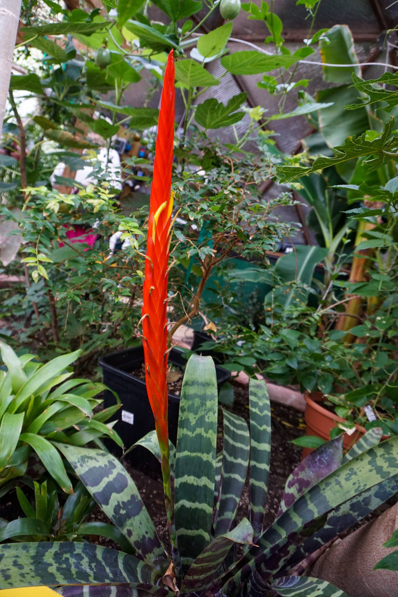 Bromeliad with beautiful orange flower