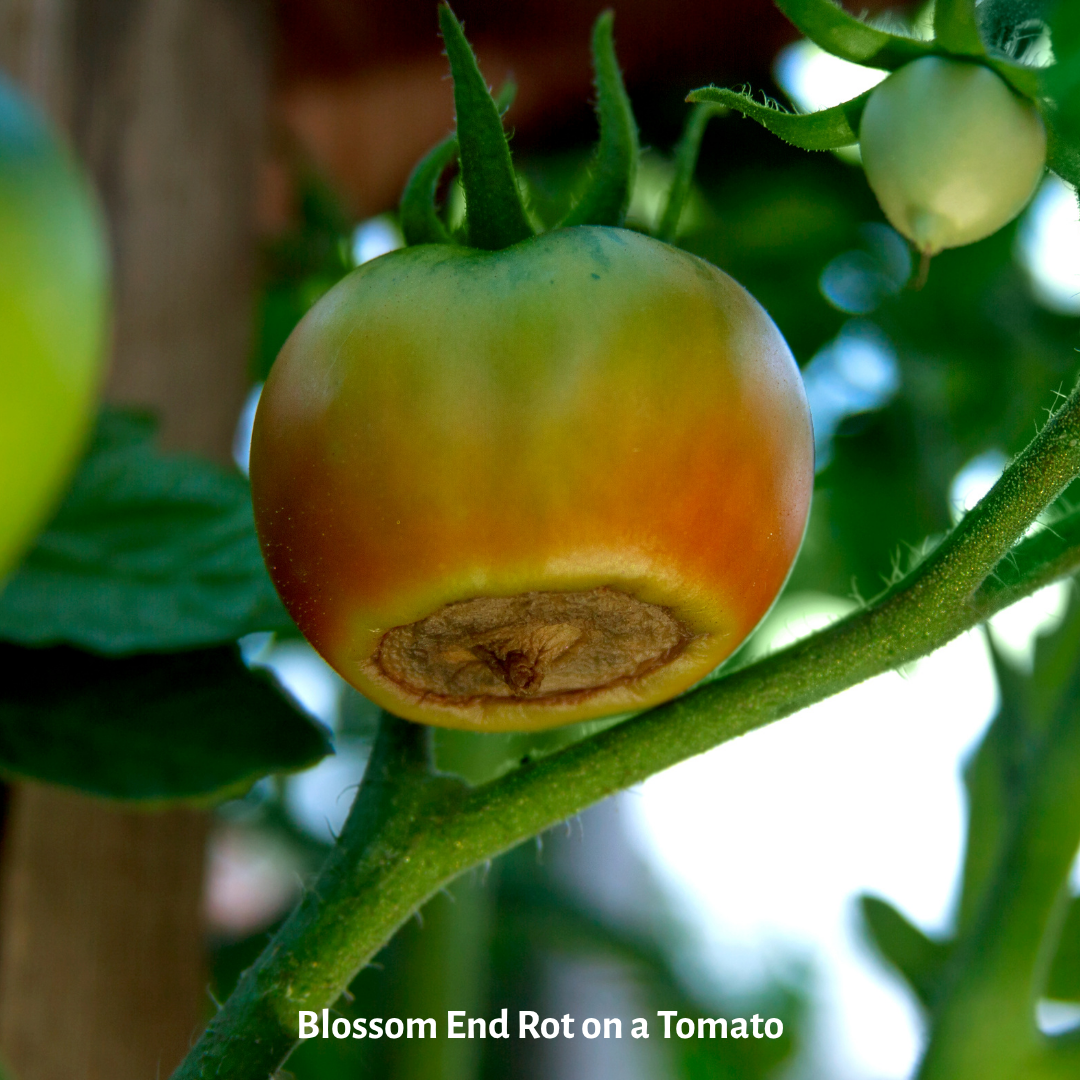 Tomato on the vine with blossom end rot