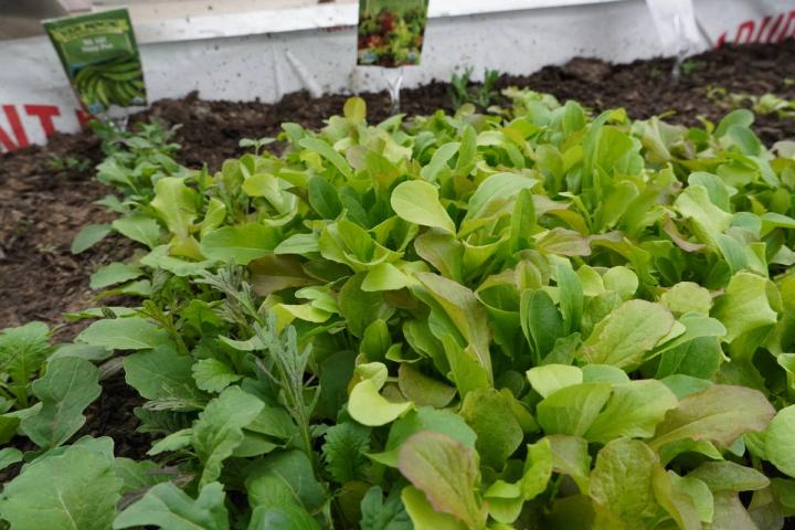 Lettuce growing in a dome greenhouse used for urban agriculture