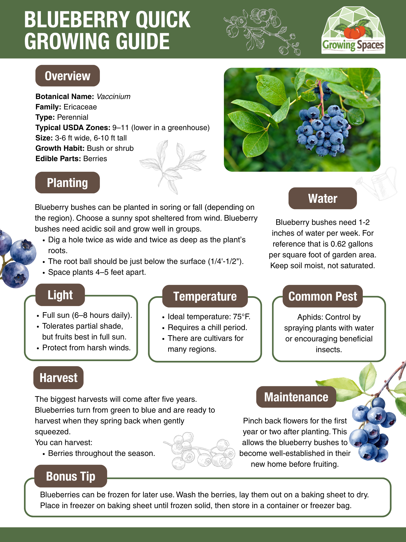 Blueberry Growing Guide image