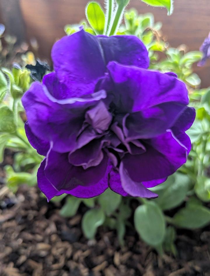 purple petunia