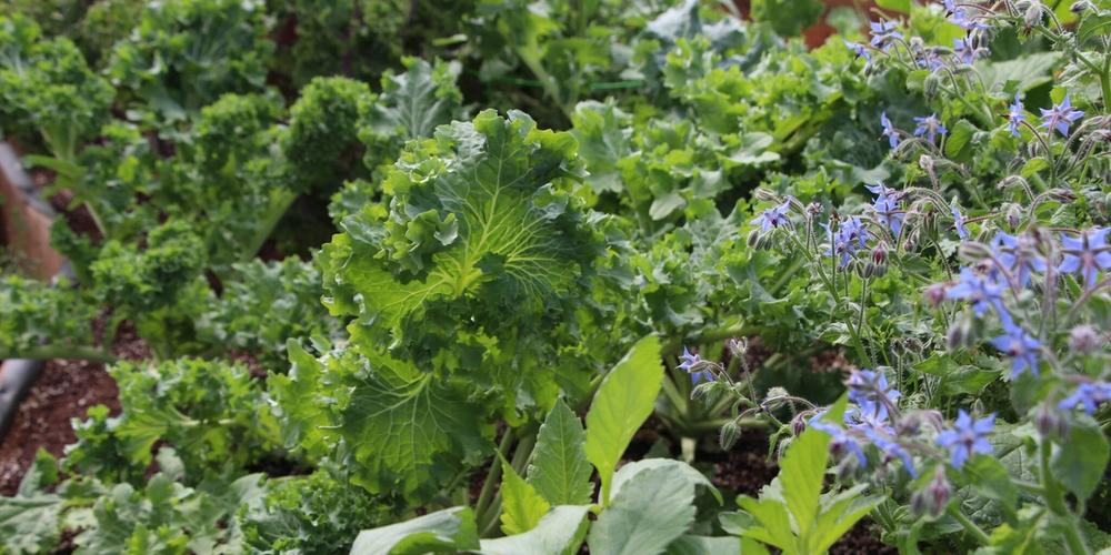 How to Succeed with Companion Planting image