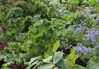 How to Succeed with Companion Planting