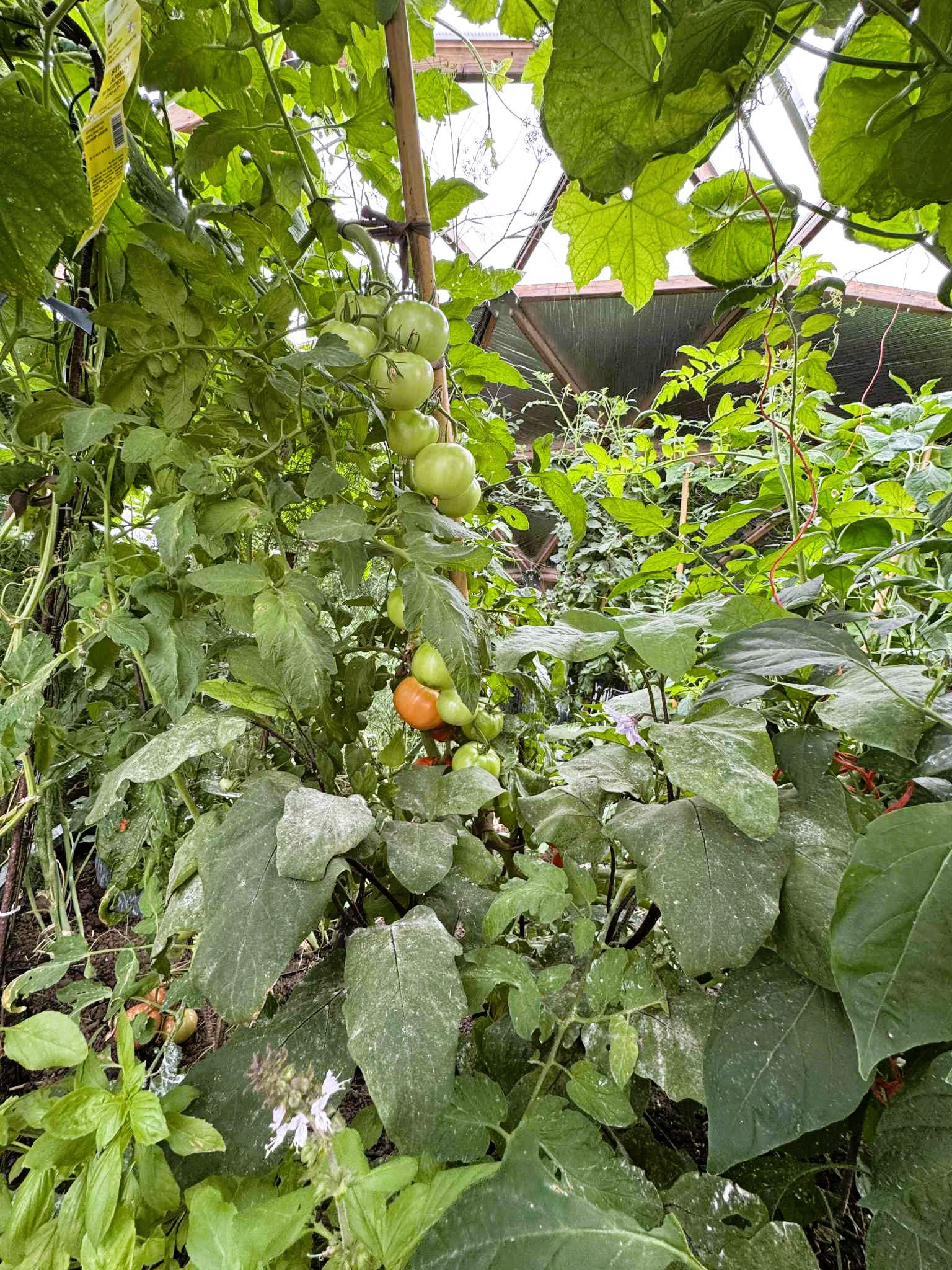 lots of plants growing in Nielson's Nebraska greenhouse