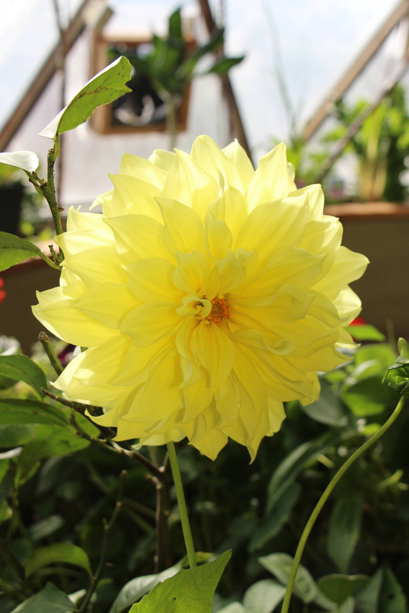 dahlia 33 IMG_3791