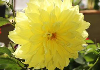 dahlia 33 IMG_3791